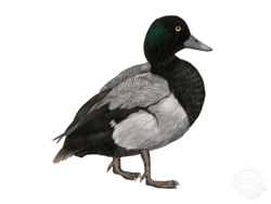 Greater Scaup